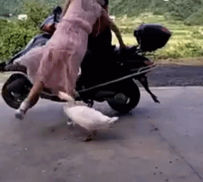 217194fbd86a45f2a1df871ca6c325e6.gif