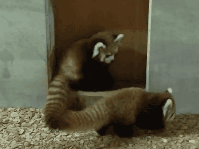 601ec5c5460e4f03a6fd349363c4db4b.gif