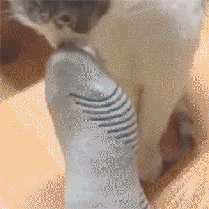 e55750fdce724073adc968b3d9267992.gif