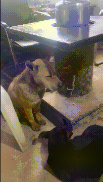 c5aabcfc346f433286123b42598f5db0.gif