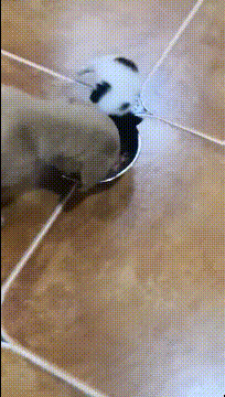bff894cf8ad54b4690564fa04771e6fd.gif